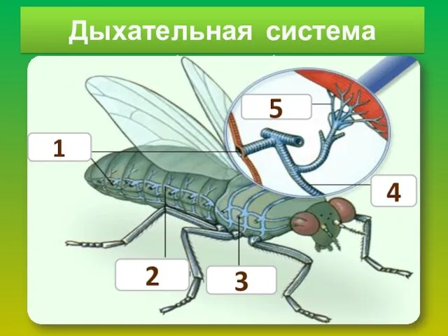 Дыхательная система дыхальца Как вентилируются трахеи? трахеи 5 4 1 2 3