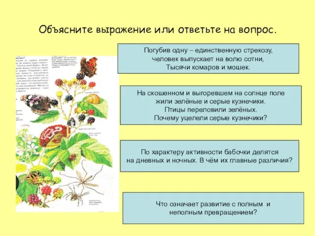 Объясните выражение или ответьте на вопрос. Погубив одну – единственную стрекозу, человек