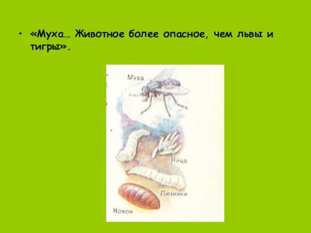 «Муха… Животное более опасное, чем львы и тигры».