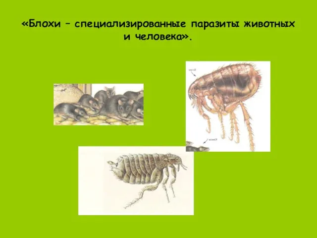 «Блохи – специализированные паразиты животных и человека».