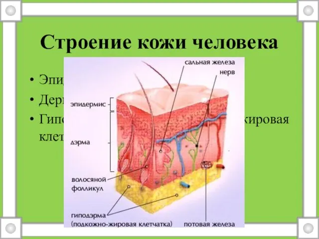 Строение кожи человека Эпидермис – надкожница Дерма - собствено кожа Гиподерма – подкожно-жировая клетчатка