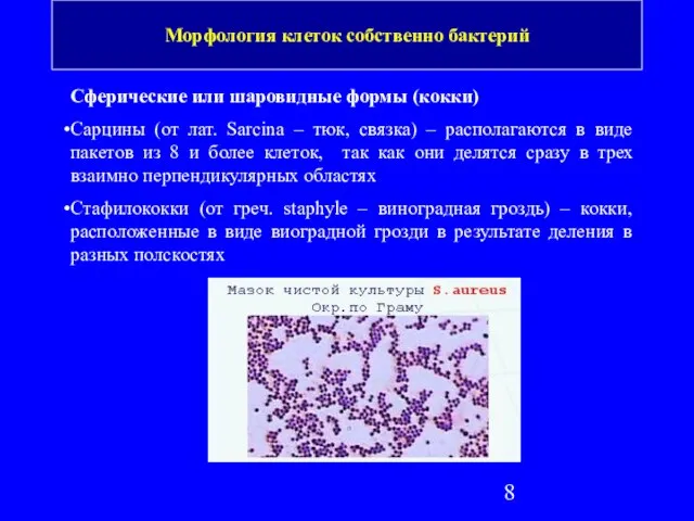 Сферические или шаровидные формы (кокки) Сарцины (от лат. Sarcina – тюк, связка)