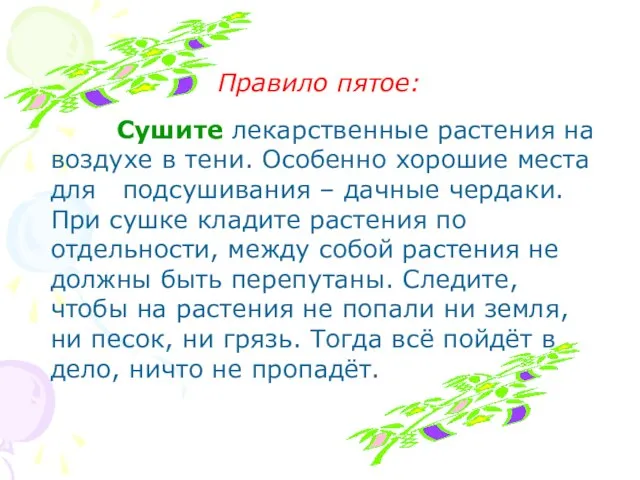 Правило пятое: Cушите лекарственные растения на воздухе в тени. Особенно хорошие места