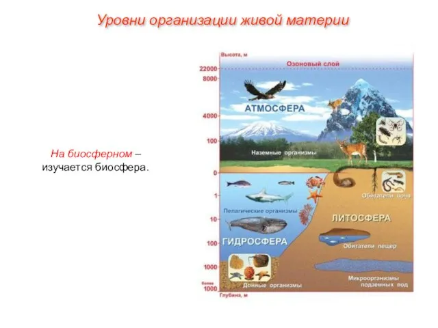 На биосферном – изучается биосфера. Уровни организации живой материи