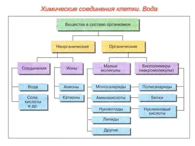 Химические соединения клетки. Вода