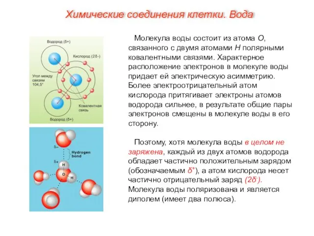 Молекула воды состоит из атома О, связанного с двумя атомами Н полярными