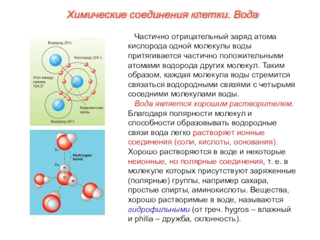 Частично отрицательный заряд атома кислорода одной молекулы воды притягивается частично положительными атомами