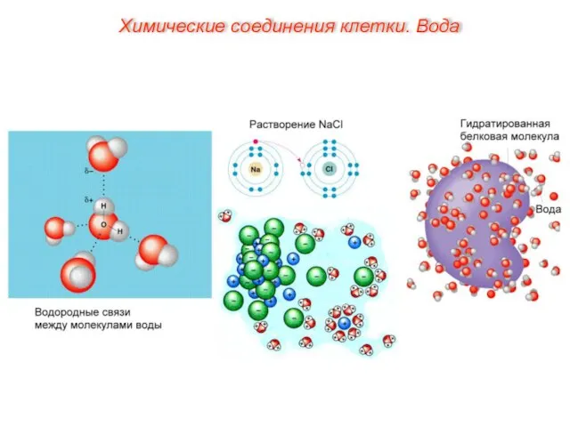 Химические соединения клетки. Вода