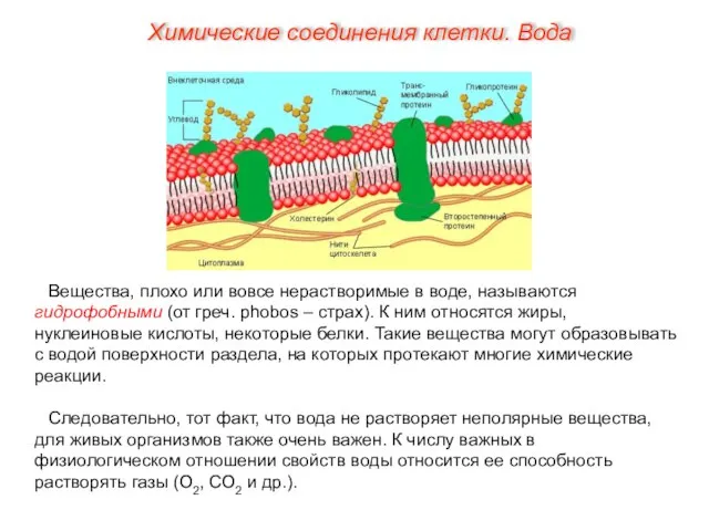 Вещества, плохо или вовсе нерастворимые в воде, называются гидрофобными (от греч. phobos