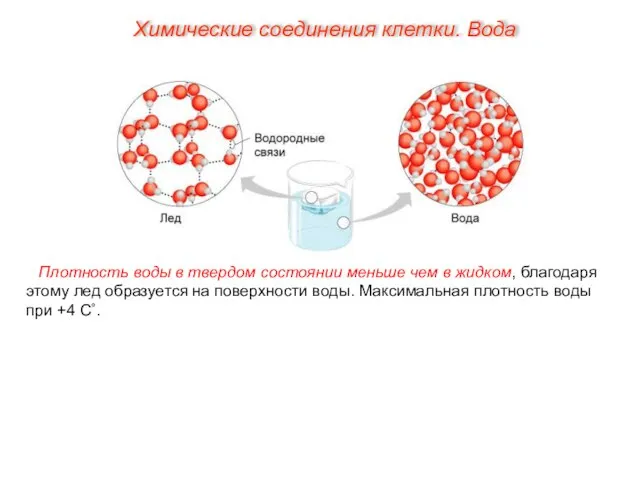 Плотность воды в твердом состоянии меньше чем в жидком, благодаря этому лед