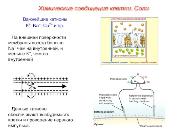 Важнейшие катионы К+, Na+, Ca2+ и др. Данные катионы обеспечивают возбудимость клетки