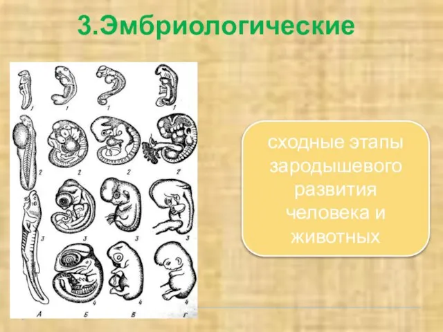 3.Эмбриологические сходные этапы зародышевого развития человека и животных