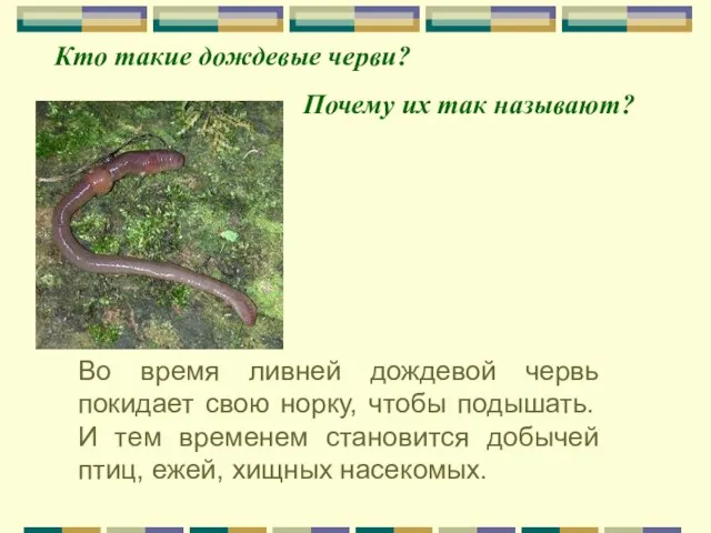 Во время ливней дождевой червь покидает свою норку, чтобы подышать. И тем