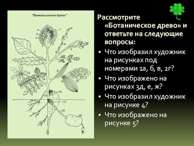 Рассмотрите «Ботаническое древо» и ответьте на следующие вопросы: Что изобразил художник на