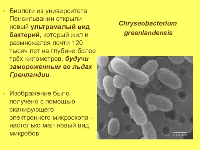 Биологи из университета Пенсильвании открыли новый ультрамалый вид бактерий, который жил и