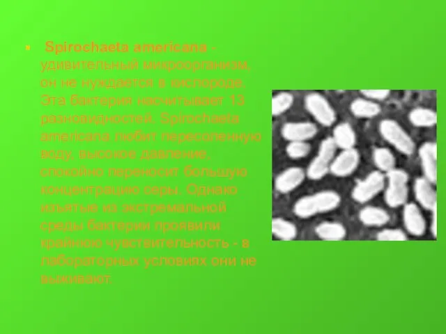 Spirochaeta americana - удивительный микроорганизм, он не нуждается в кислороде. Эта бактерия