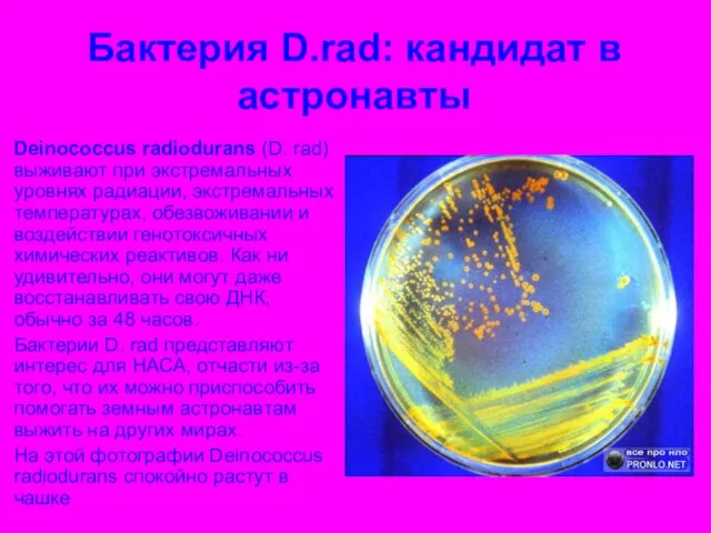 Бактерия D.rad: кандидат в астронавты Deinococcus radiodurans (D. rad) выживают при экстремальных