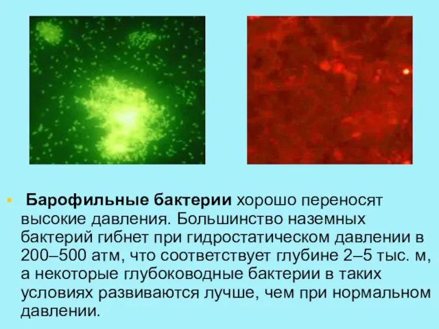 Барофильные бактерии хорошо переносят высокие давления. Большинство наземных бактерий гибнет при гидростатическом