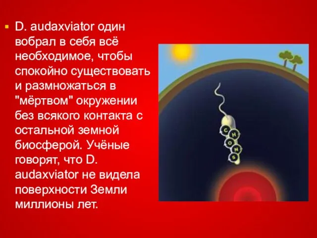 D. audaxviator один вобрал в себя всё необходимое, чтобы спокойно существовать и