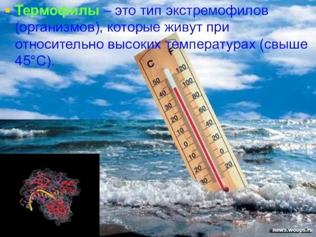 Термофилы – это тип экстремофилов (организмов), которые живут при относительно высоких температурах (свыше 45°С).