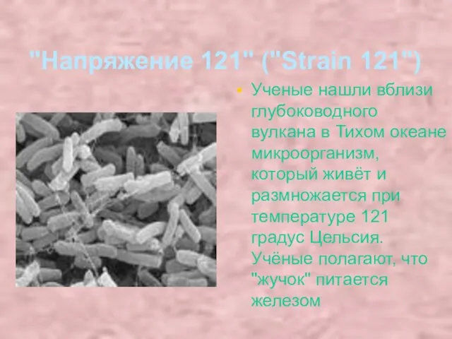 "Напряжение 121" ("Strain 121") Ученые нашли вблизи глубоководного вулкана в Тихом океане