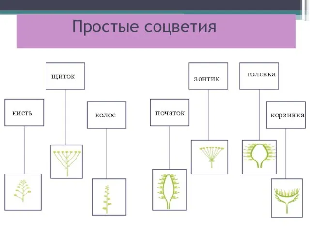 Простые соцветия кисть щитoк колос початок зонтик головка корзинка