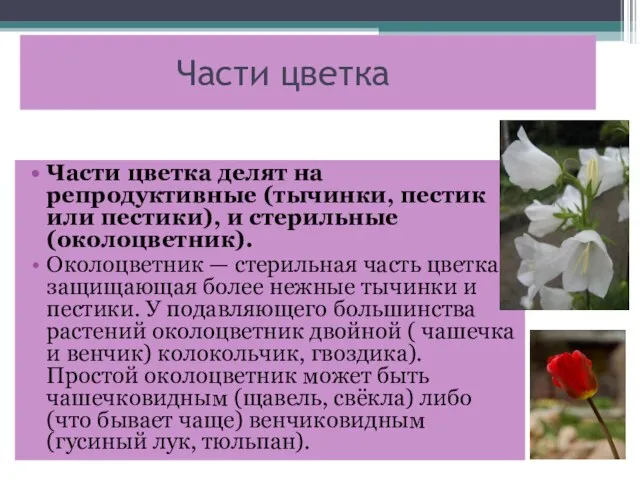 Части цветка Части цветка делят на репродуктивные (тычинки, пестик или пестики), и