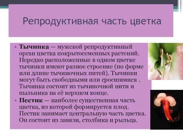 Репродуктивная часть цветка Тычинка — мужской репродуктивный орган цветка покрытосеменных растений. Нередко