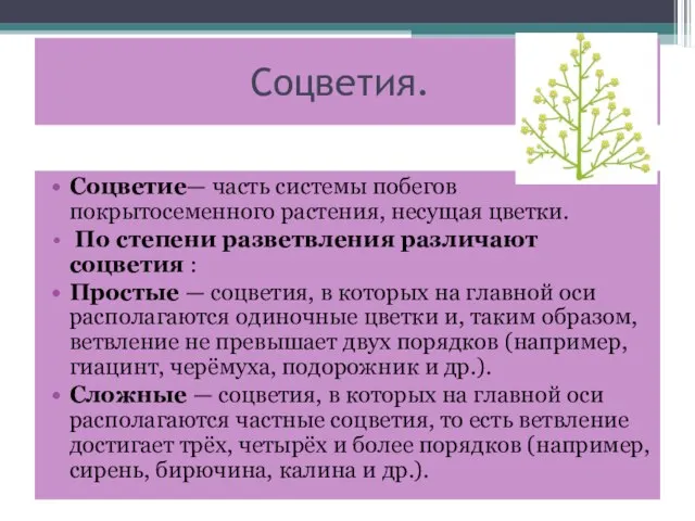 Соцветия. Соцветие— часть системы побегов покрытосеменного растения, несущая цветки. По степени разветвления