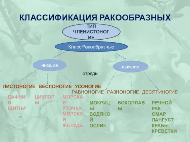 Классификация ракообразных отряды ЛИСТОНОГИЕ ВЕСЛОНОГИЕ УСОНОГИЕ РАВНОНОГИЕ РАЗНОНОГИЕ ДЕСЯТИНОГИЕ низшие высшие Класс