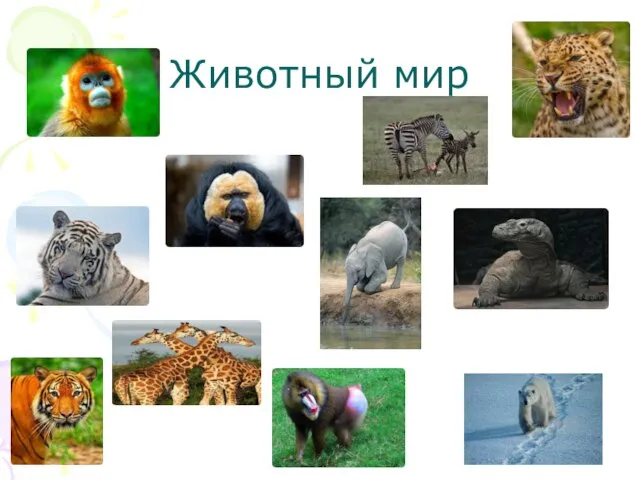 Животный мир