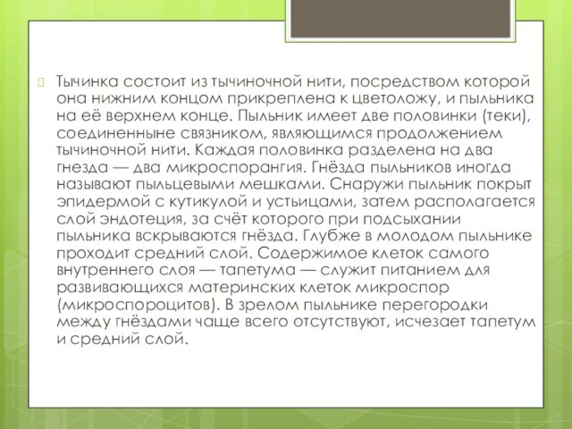 Тычинка состоит из тычиночной нити, посредством которой она нижним концом прикреплена к