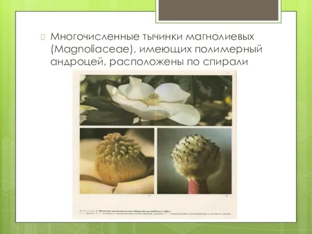 Многочис­ленные тычинки магнолиевых (Magnoli­aceae), имеющих поли­мерный андроцей, расположены по спирали