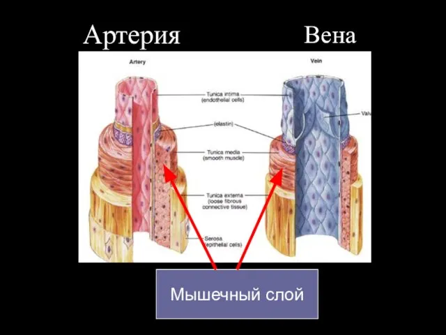 Артерия Вена Мышечный слой