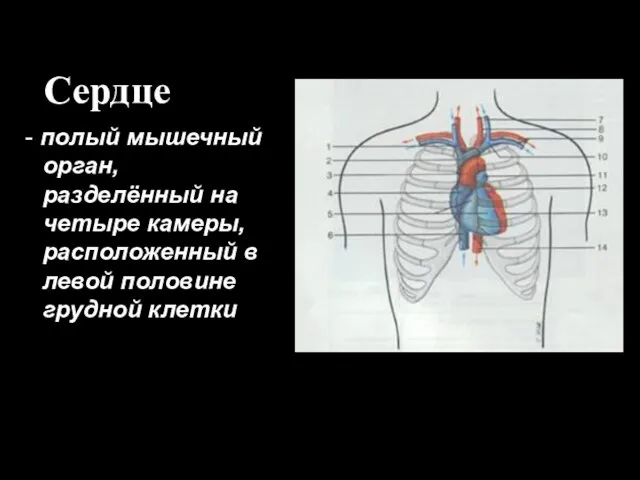 Сердце - полый мышечный орган, разделённый на четыре камеры, расположенный в левой половине грудной клетки