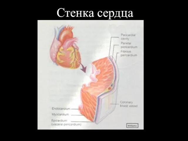 Стенка сердца