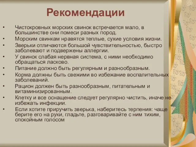 Рекомендации Чистокровных морских свинок встречается мало, в большинстве они помеси разных пород.