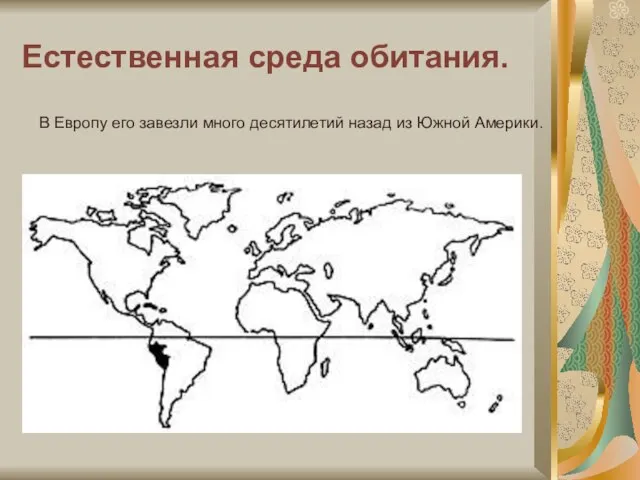 Естественная среда обитания. В Европу его завезли много десятилетий назад из Южной Америки.