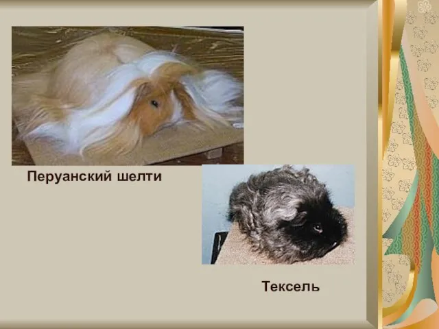 Перуанский шелти Тексель