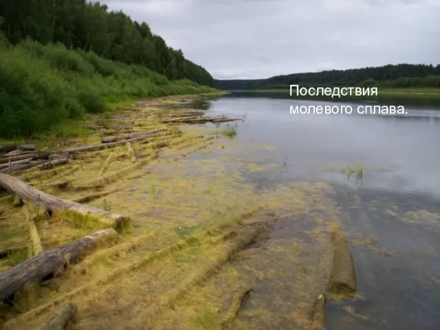 Последствия молевого сплава.