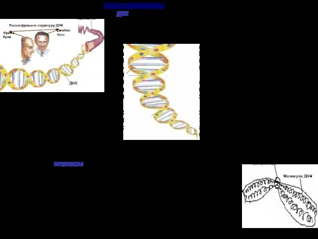 В молекулах ДНК хранится наследственная информация. Молекулы ДНК закручены в спираль и