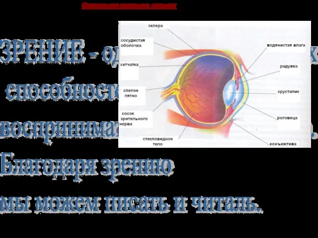 Глазные мышцы - это самые быстрые мышцы нашего организма, благодаря им мы