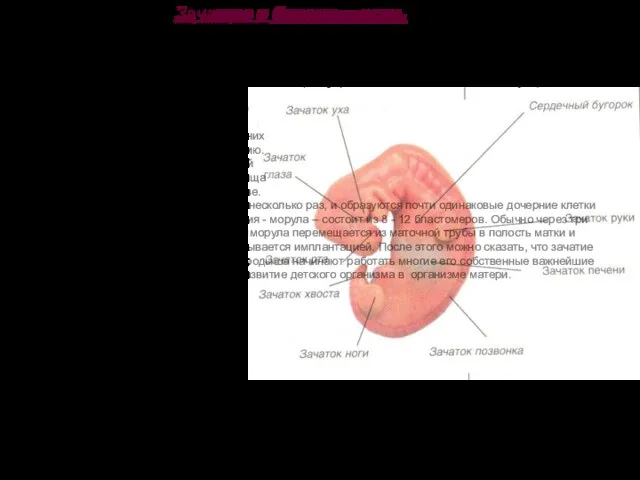 В давние времена все, что было связано с зачатием, беременностью, родами, представлялось