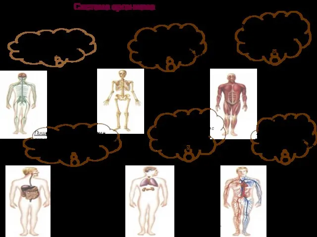 Система организма В теле человека 12 главных систем. Каждая из них выполняет