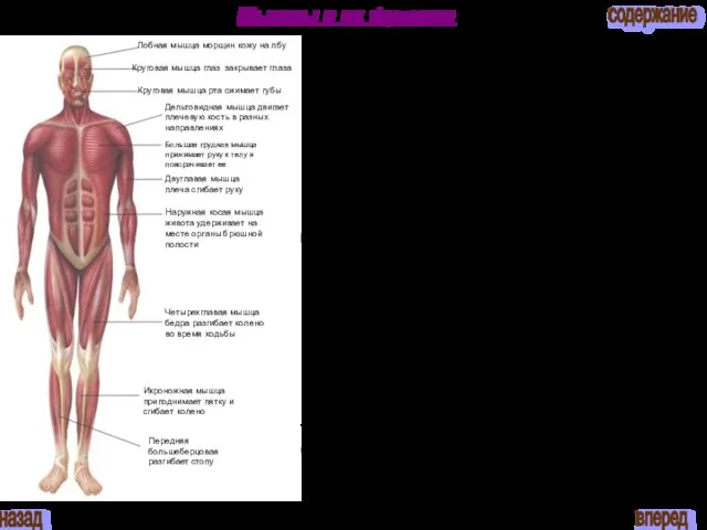 Мышцы и их функции Лобная мышца морщин кожу на лбу Круговая мышца