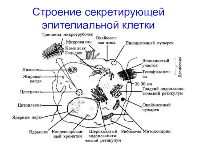 Строение секретирующей эпителиальной клетки