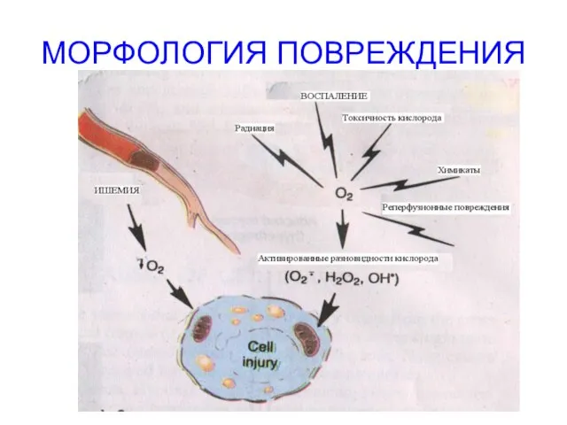 МОРФОЛОГИЯ ПОВРЕЖДЕНИЯ