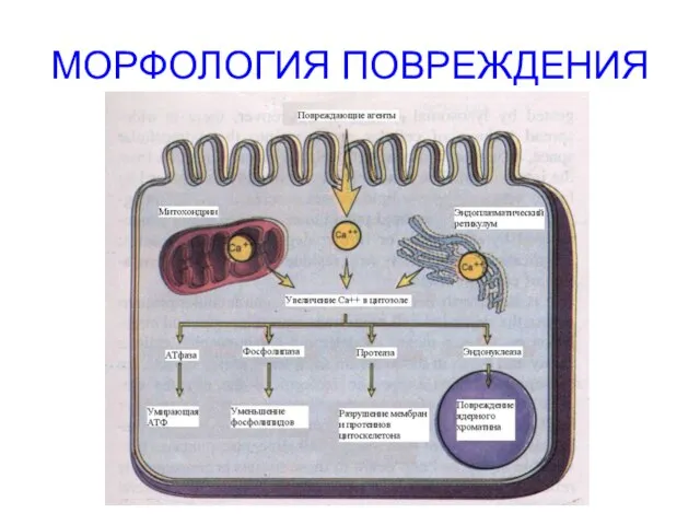 МОРФОЛОГИЯ ПОВРЕЖДЕНИЯ