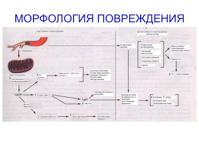 МОРФОЛОГИЯ ПОВРЕЖДЕНИЯ