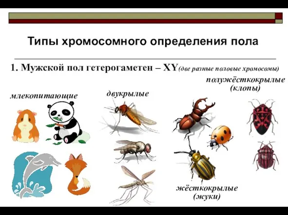 Типы хромосомного определения пола 1. Мужской пол гетерогаметен – ХY(две разные половые